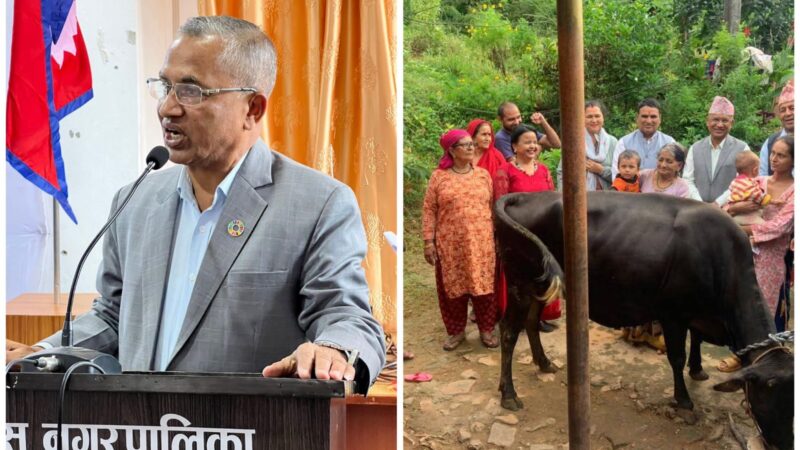 व्यासका मेयर न्याैपानेले दिए जमुनाकाे परिवारलाई दुहुनो जर्सी गाई !
