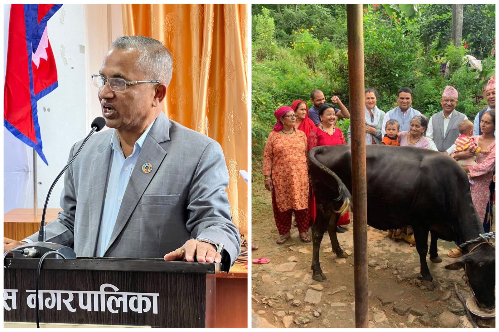 व्यासका मेयर न्याैपानेले दिए जमुनाकाे परिवारलाई दुहुनो जर्सी गाई !
