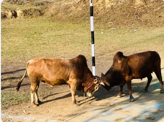 बन्दीपुरमा पाचौँ नारायण गोपाल कप भलिबल तथा गोरु जुधाइ प्रतियोगिता हुने