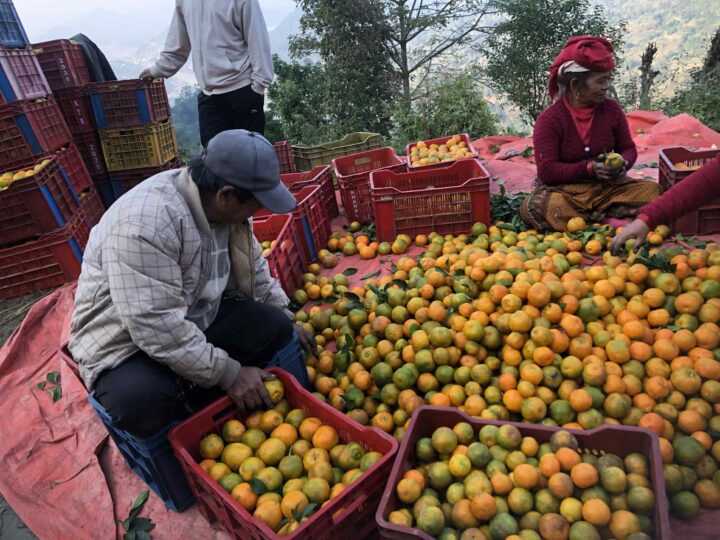 बेनीकोटको सुन्तला बाटोको स्तर उन्नति हुन नसक्दा बजारीकरणमा समस्या  