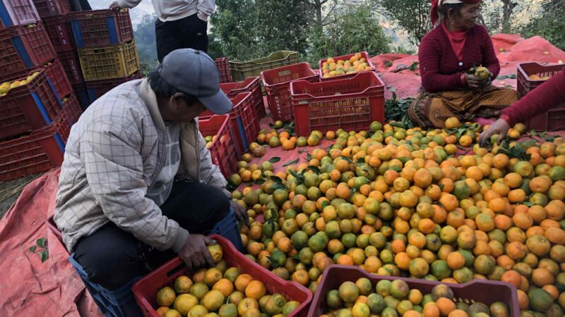 बेनीकोटको सुन्तला बाटोको स्तर उन्नति हुन नसक्दा बजारीकरणमा समस्या  