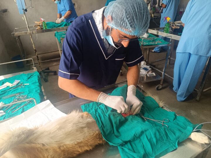 तनहुँमा ८३ कुकुरको बन्ध्याकरण, छाडा व्यवस्थापनमा प्रभावकारी पहल