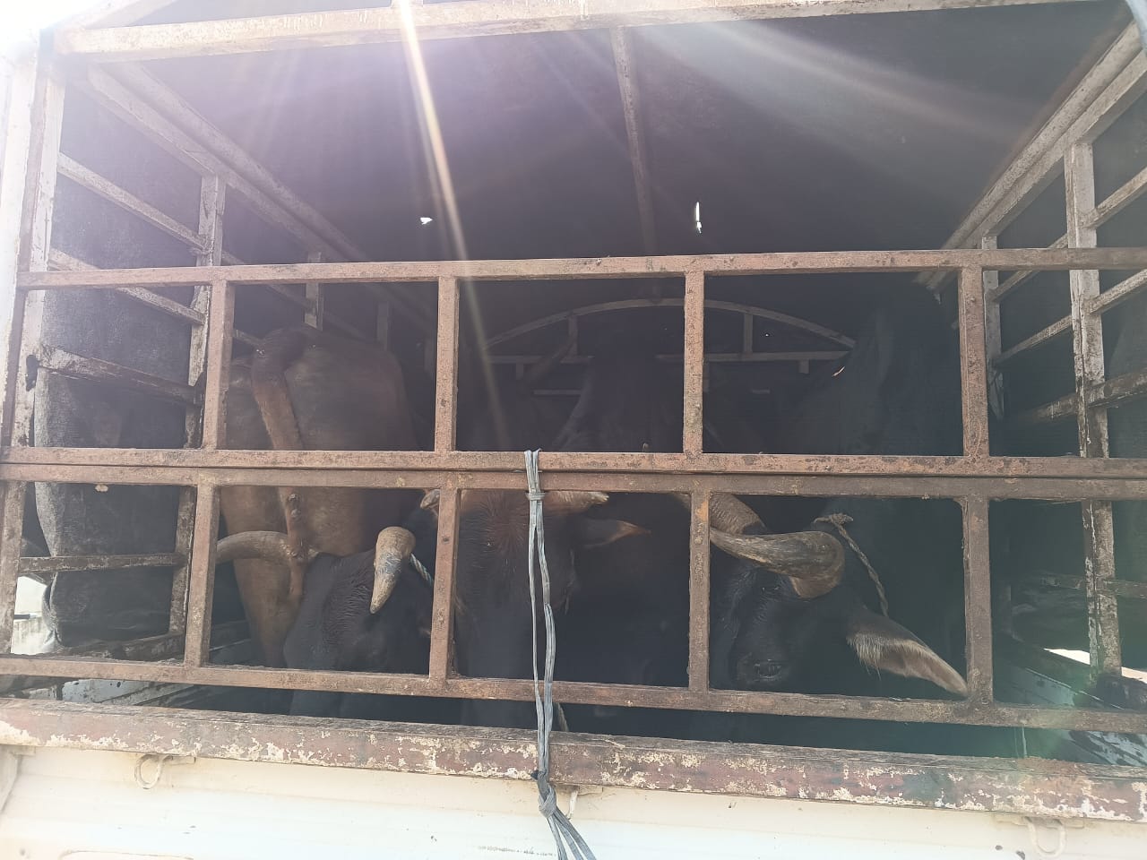 असंवेदनशील रूपमा पशु ओसारपसार गरिएको सवारी नियन्त्रणमा